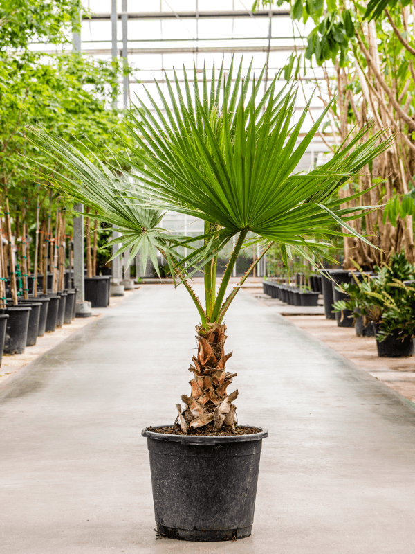 Palmier washingtonia